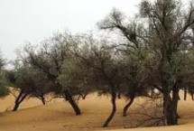 沙枣的产地，主要分布在西北各省区及内蒙古西部