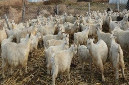 养羊常见模式，要注意防寒保暖