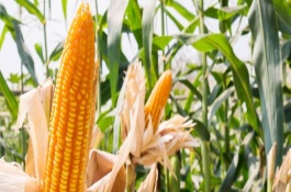 福育987玉米栽培技术要点，中等肥力以上地块栽培