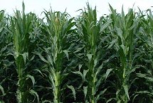 华丰538玉米栽培技术要点，适宜密度为4500株/亩左右