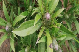 苍术一亩地需要多少种苗，用磷酸二胺做底肥为佳