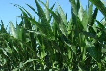 东裕208玉米栽培技术要点，高抗丝黑穗病