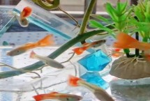 孔雀鱼身上发白腐烂怎么办，需及时换水并减少饲养密度