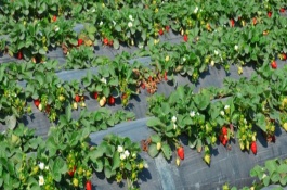 草莓没成熟的时候是什么颜色的，果实是由花托发育而成的