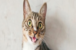 猫咪攻击主人的原因，可能惩罚了它或应激因素过多