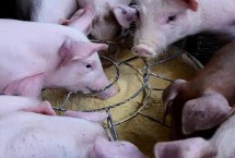 猪饲料主要原料是什么，尤其是在夏季