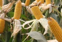 辽玉8号玉米栽培技术要点，中熟品种