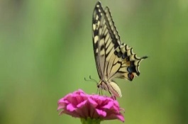 蝴蝶属于益虫吗，能帮助植物授粉