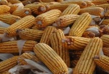 惠民66玉米栽培技术要点，高抗茎腐病