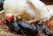 母鸡产蛋是否需要公鸡授精，会遵循自然规律配对