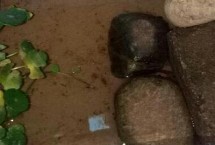 乌龟冬眠注意事项，进入冬眠的前两周需停止喂食