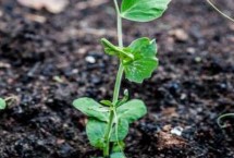 豌豆的种植深度，与品种有关