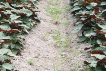 种子处理及催芽，可于3月末至4月初露地播种