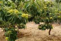 板栗树的繁殖方法，合理密植可提高产量