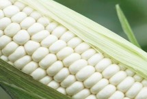 熙研2号玉米栽培技术要点，辽宁省春播生育期127天