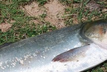 鲢鱼的主要产地，主产于河南、河北、江苏等省份