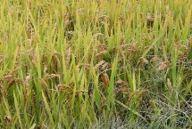 崇农A水稻栽培技术要点，一期父本比母本迟4天播种