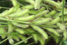 阜豆19大豆栽培技术要点，全生育期102天左右