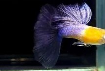 母孔雀鱼为什么要咬公鱼，公鱼尾巴较大、母鱼尾巴较小