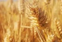 滇麦12号小麦栽培技术要点，白粉病高抗