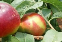 中油16号油桃的价格，具体售价因地而异