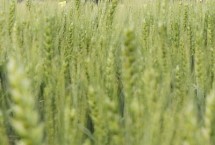 存麦608小麦栽培技术要点，每亩适宜基本苗18～22万