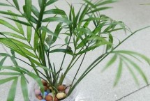 袖珍椰子叶子发蔫怎么办，可以水培但需精心护理