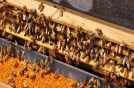 蜜蜂的寿命，不同蜂型的寿命不同