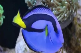 适合新手养的海水鱼品种，每个月换一次水