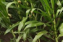 禾为贵187玉米栽培技术要点，出苗至成熟121天左右