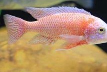 马鲷鱼好不好养，要求较高不易饲养