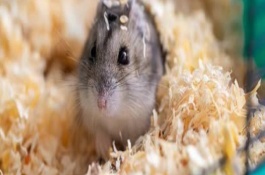 仓鼠的饮食禁忌，准备好饲养笼、水壶、食盆等物品