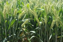 轮选121小麦栽培技术要点，弱春性品种