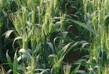 泰科麦34小麦栽培技术要点，适宜播期10月5～15日