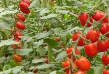 圣女果如何整枝，分粒摆播可提高成株率