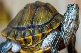 乌龟的细菌会不会传染给人类，人工养殖的乌龟一般不会感染人体