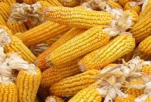 MC8728玉米栽培技术要点，适宜播种期4月下旬至5月上旬