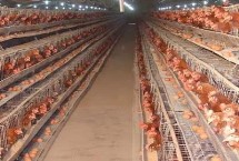 蛋鸡一天喂几次合适，这四点尤其重要