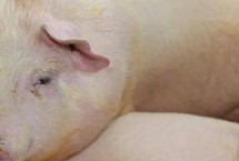 怎么判断母猪胎死腹中，如果没有发现胎动则表明是死胎