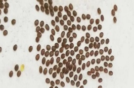 蚕卵的颜色变化顺序，可通过冷藏进行保存