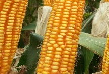 凤田16玉米栽培技术要点，中抗穗腐病