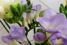 香雪兰的养殖方式，栽种期为9月上中旬