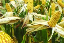 仲甜8号玉米栽培技术要点，注意防治丝黑穗病和瘤黑粉病