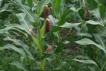 银科8117玉米栽培技术要点，密度4500株/亩左右