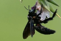 东北黑蜂的盗性强不强，广义上是指身体呈黑色的蜜蜂