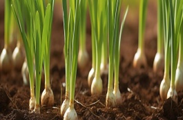 6月份适合种植什么农作物，蒜苗、生菜、菠菜等蔬菜均可在此时栽培