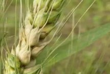 农麦188小麦栽培技术要点，中抗条锈病