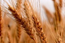 淮麦919小麦栽培技术要点，每亩有效穗41.7万