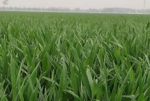 临蓝麦1号小麦栽培技术要点，适宜播期10月5日～20日