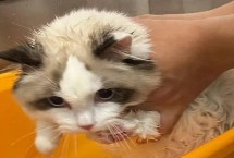 猫害怕洗澡怎么办，需要给猫咪进行适当的脱敏训练